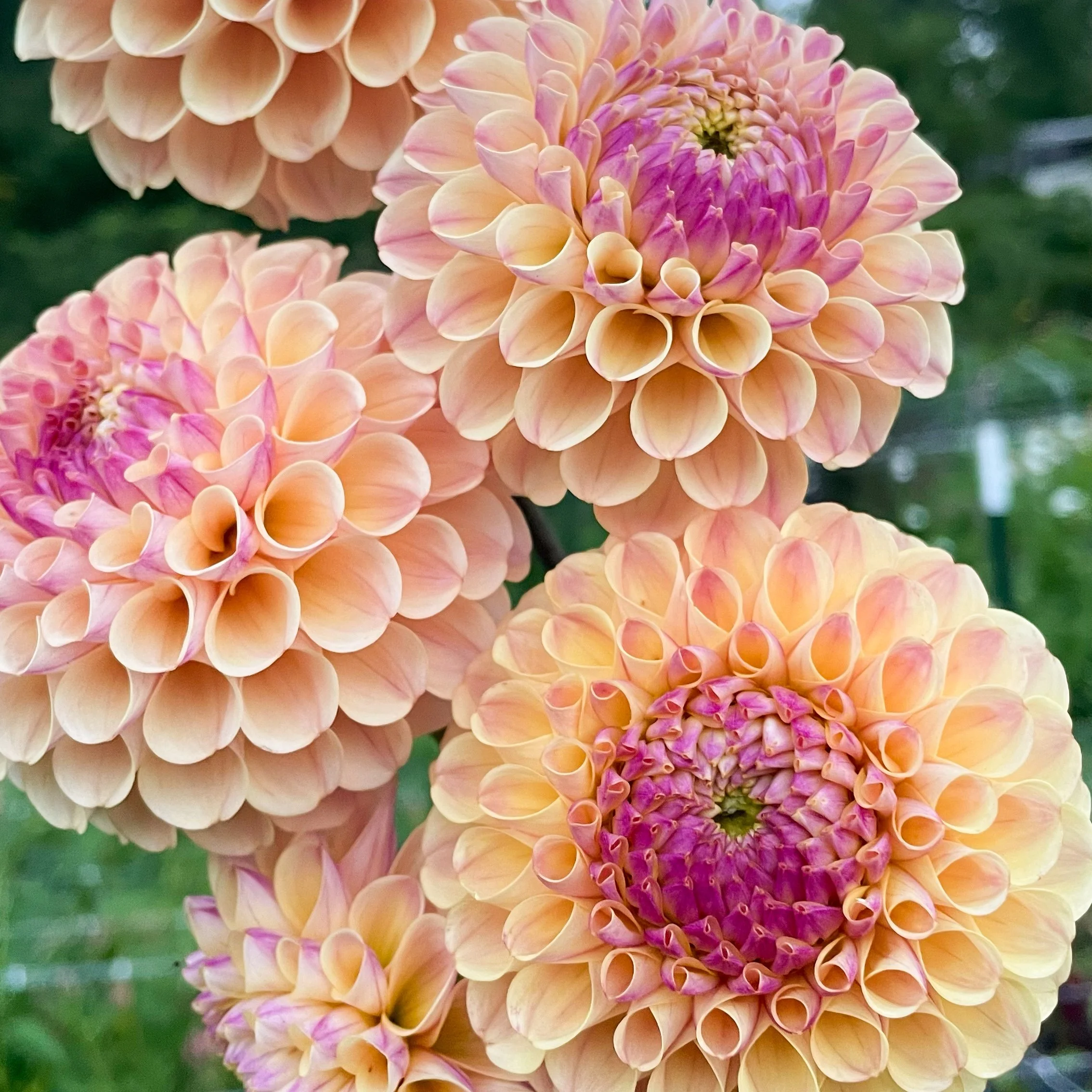 20th Ave Gwen Dahlia Tuber - Yellow Ball Dahlia — Dahlia Tubers